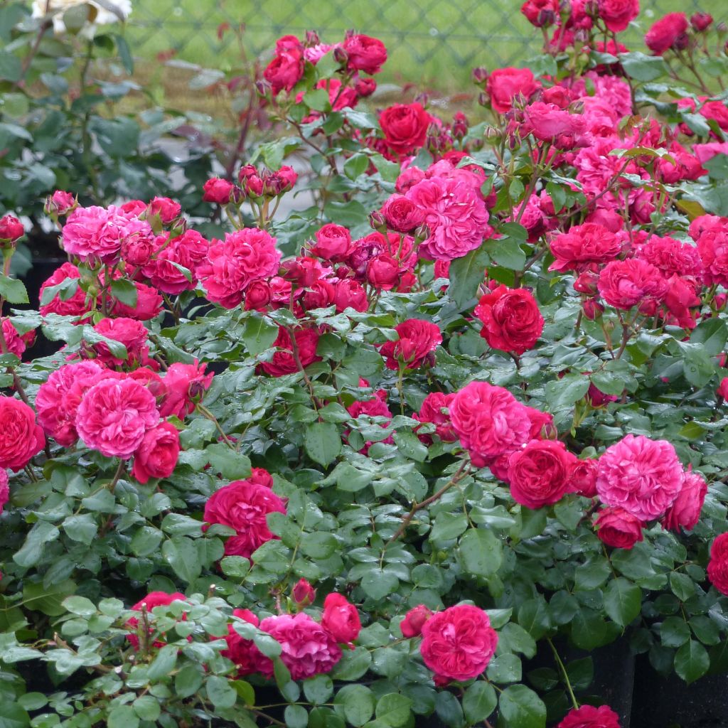 Rosa x floribunda Red Leonardo da Vinci Meiangele