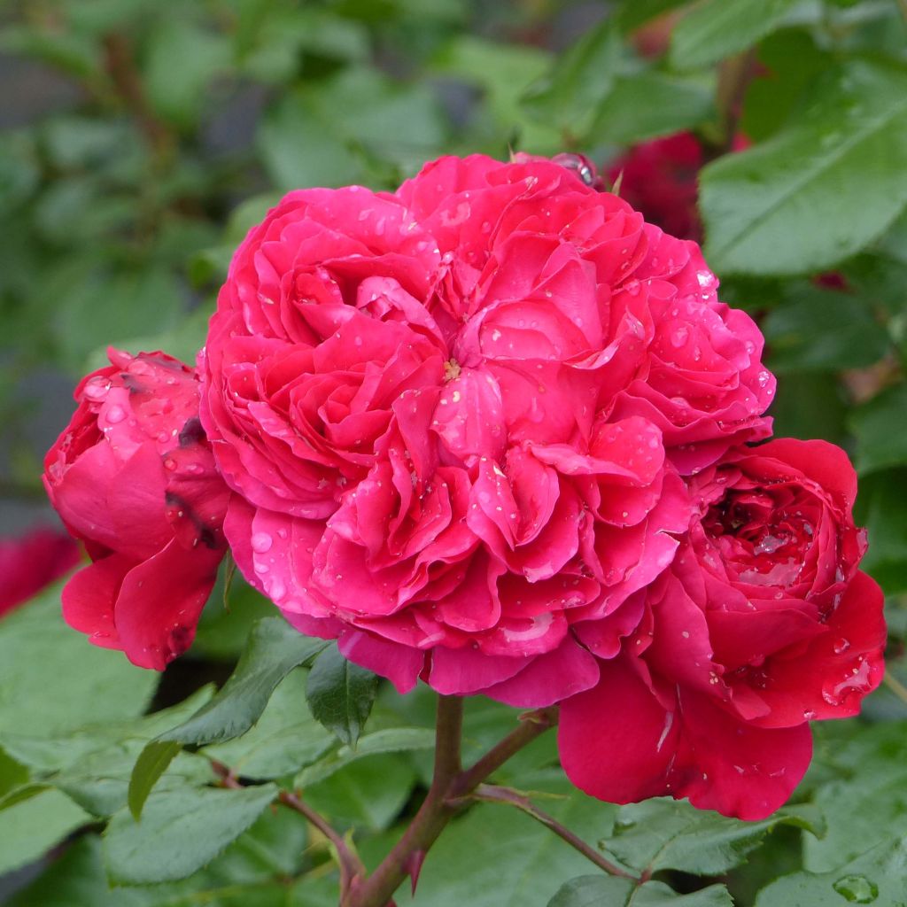 Rosa x floribunda Red Leonardo da Vinci Meiangele