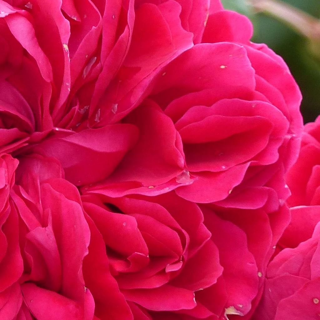 Rosa x floribunda Red Leonardo da Vinci Meiangele