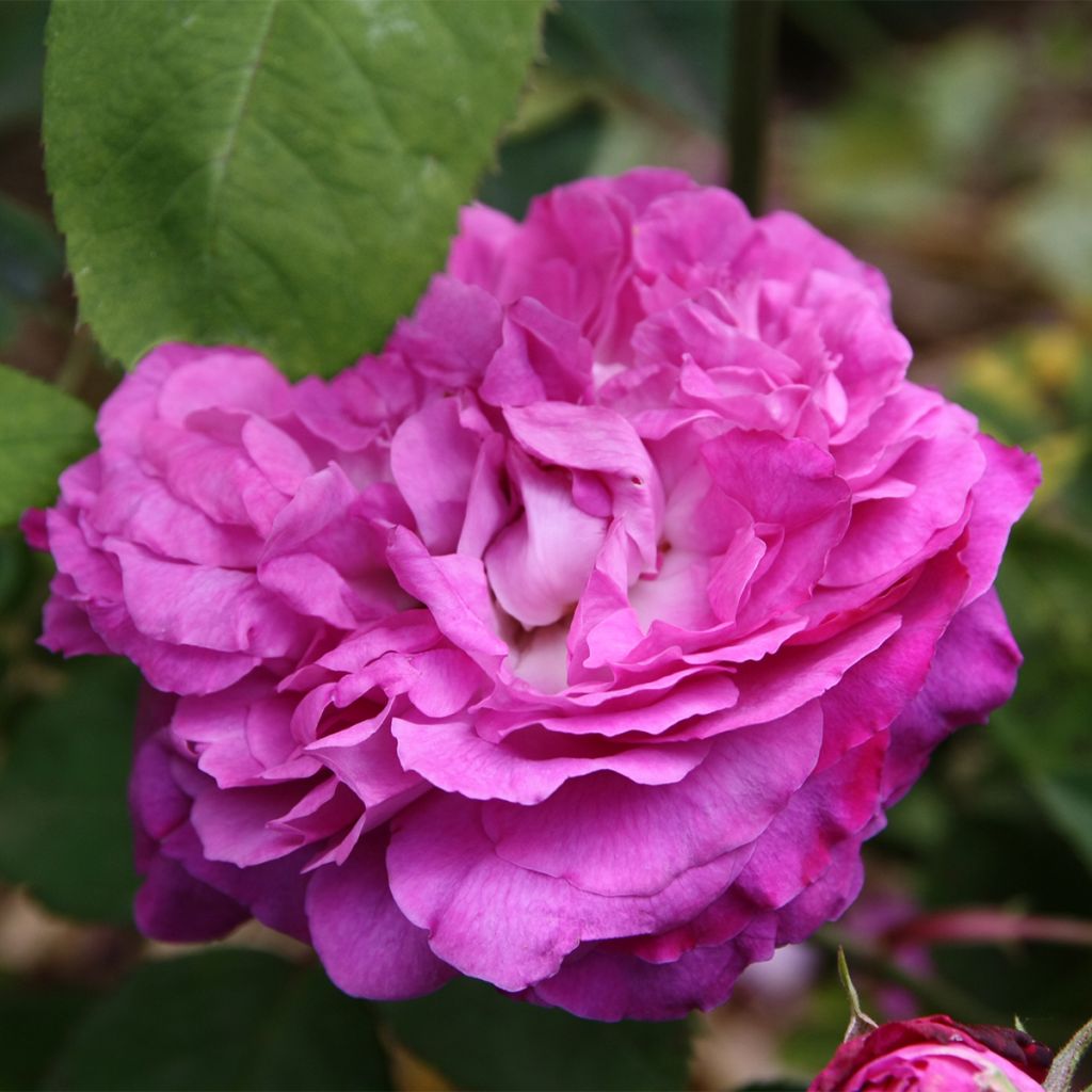 Rosa Reine des Violettes