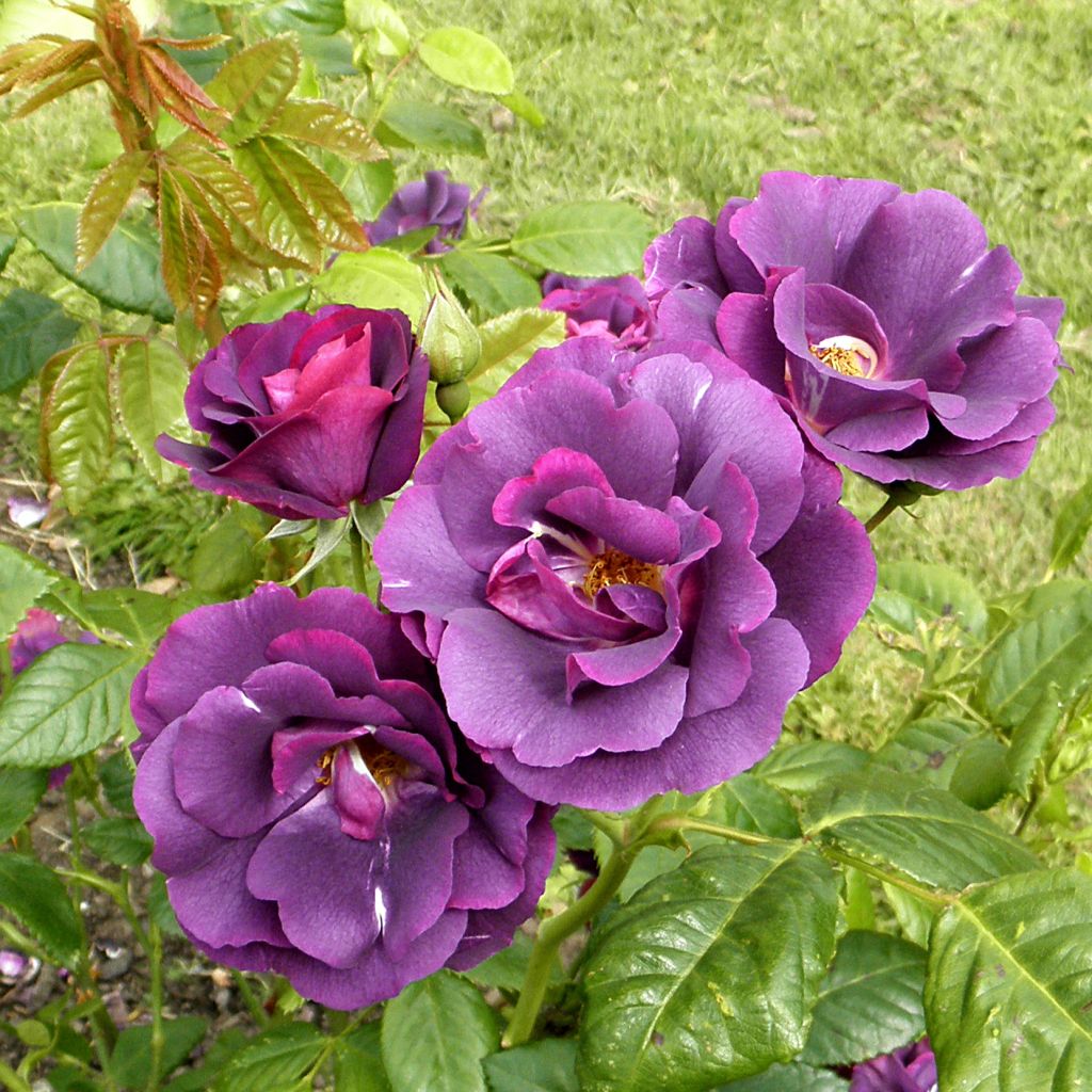 Rosa Rhapsody In Blue - Shrub Rose