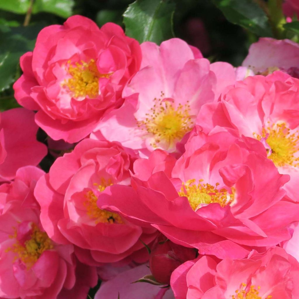 Rosa Rigo Rosen Hotline - Ground Cover Rose