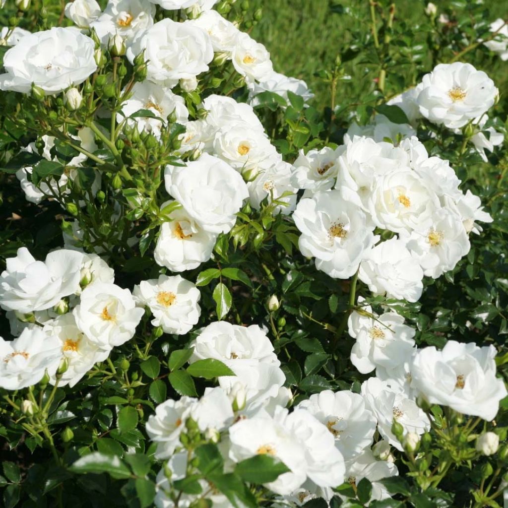 Rosa Rigo Rosen Innocencia Ground Cover Rose