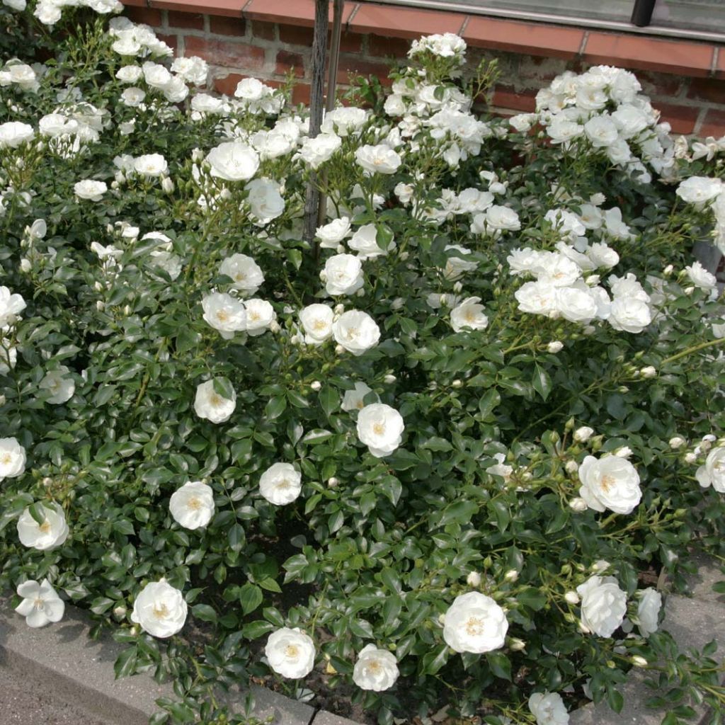 Rosa Rigo Rosen Innocencia Ground Cover Rose
