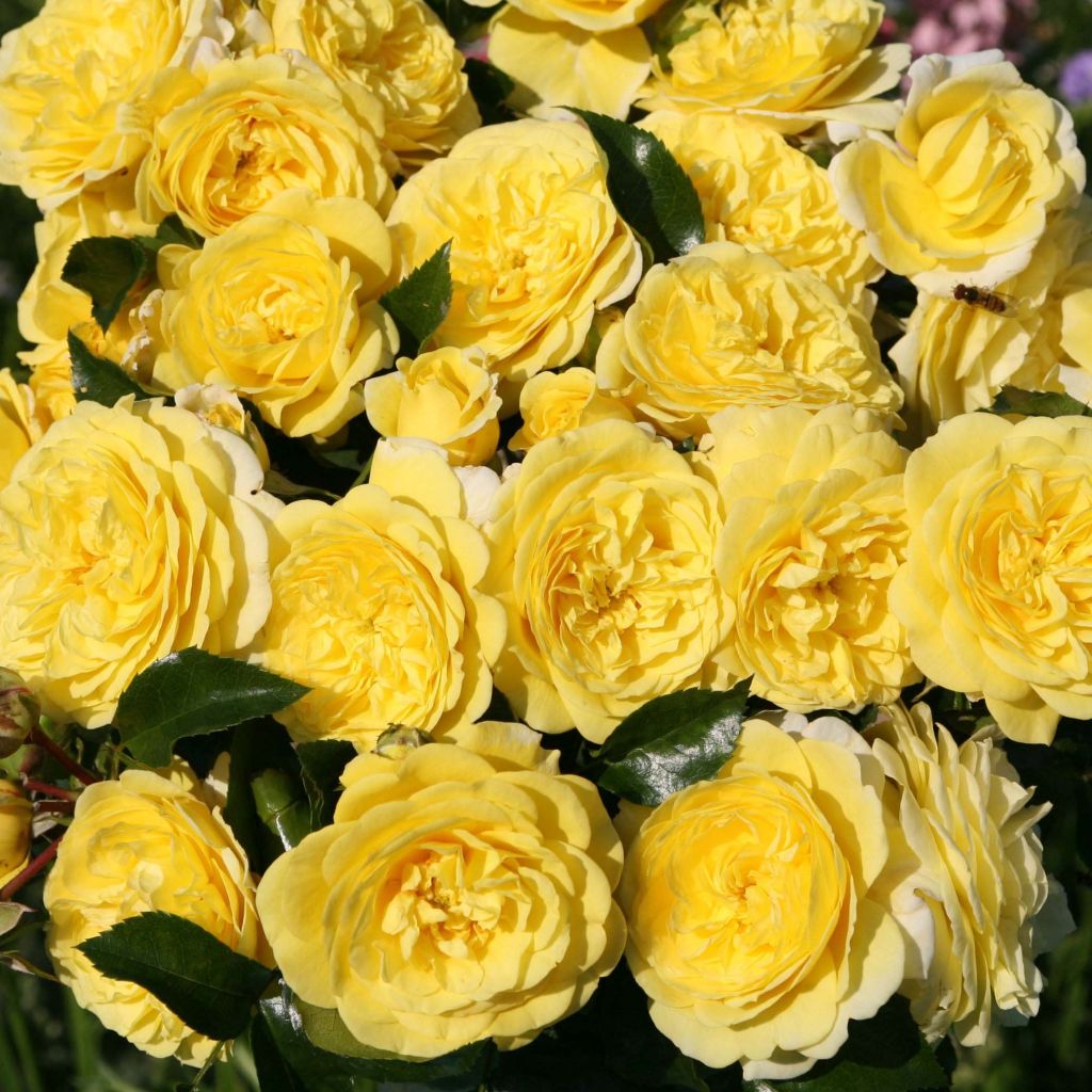 Rosa x floribunda Rigo Rosen - 'Solero' - Shrub Rose 