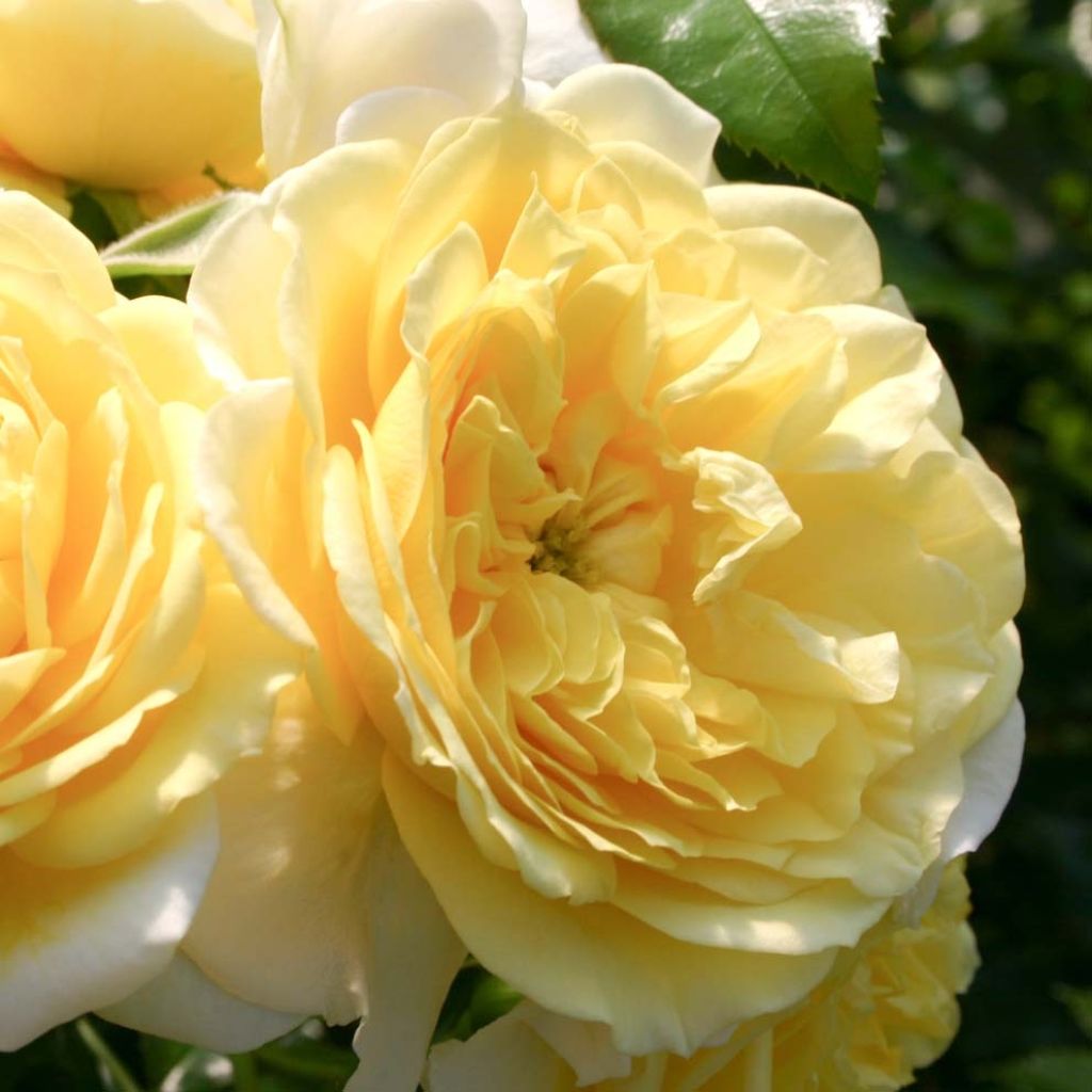 Rosa x floribunda Rigo Rosen - 'Solero' - Shrub Rose 