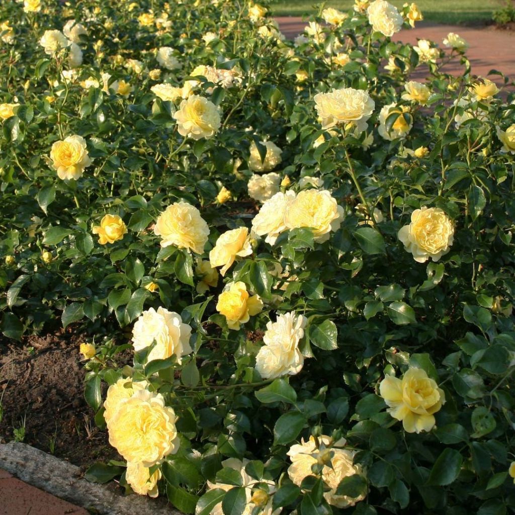 Rosa x floribunda Rigo Rosen - 'Solero' - Shrub Rose 