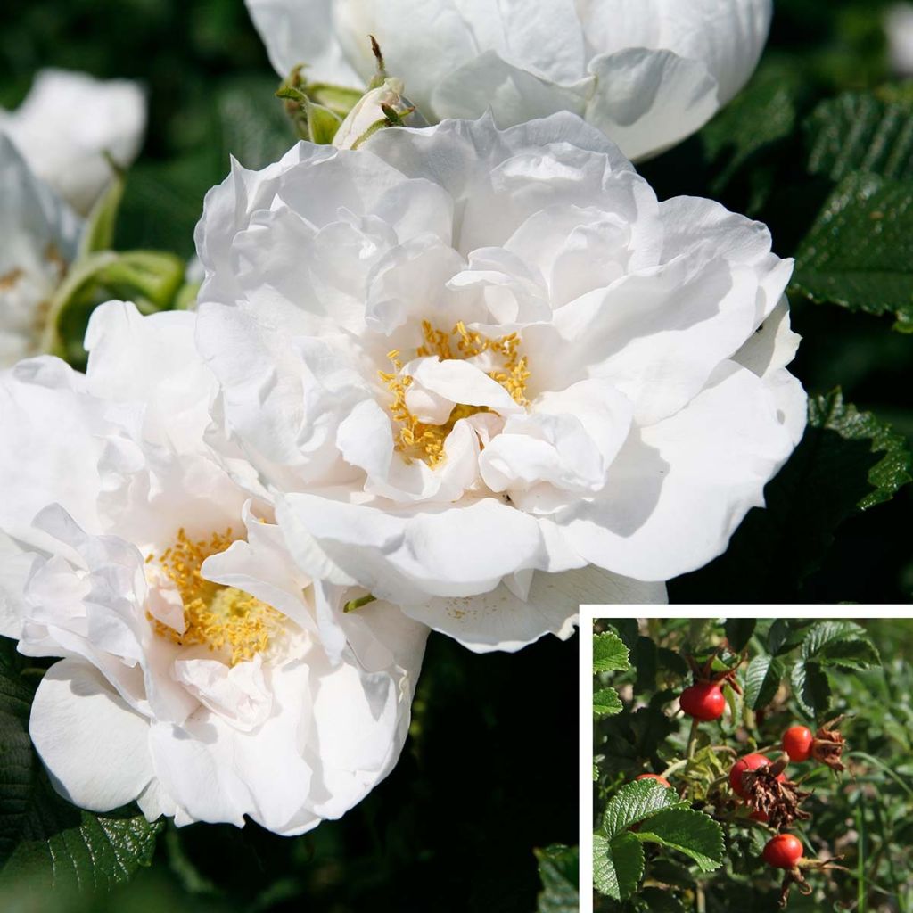 Rosa x rugosa 'SavoraNova White' - Rugosa Rose