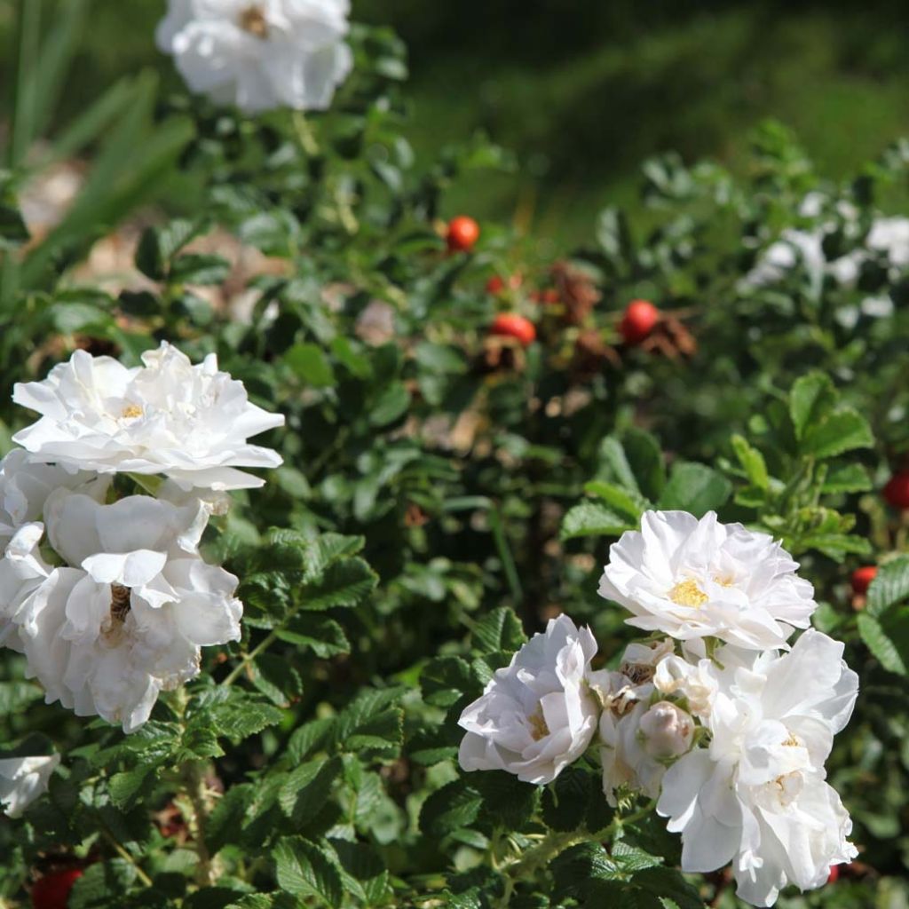 Rosa x rugosa 'SavoraNova White' - Rugosa Rose