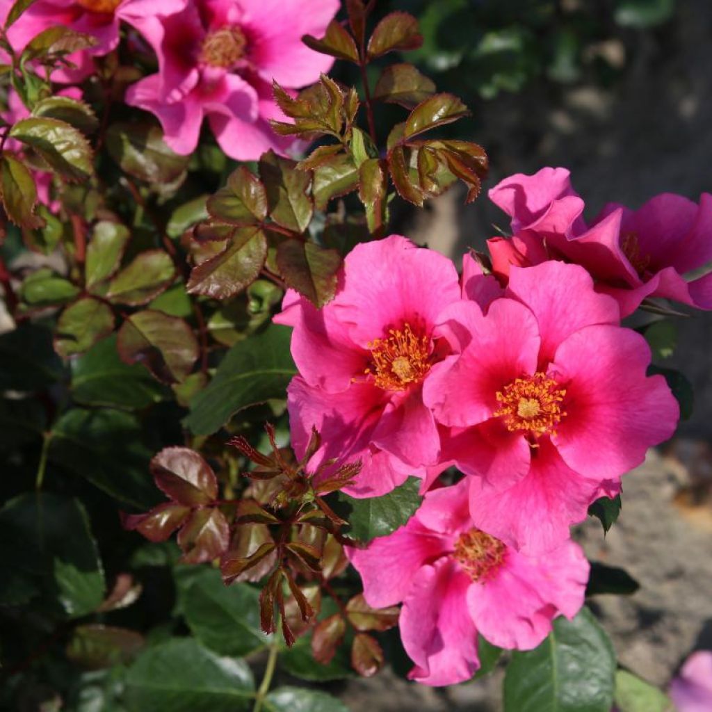 Rosa x persica See You In Pink - Hybrid shrub rose