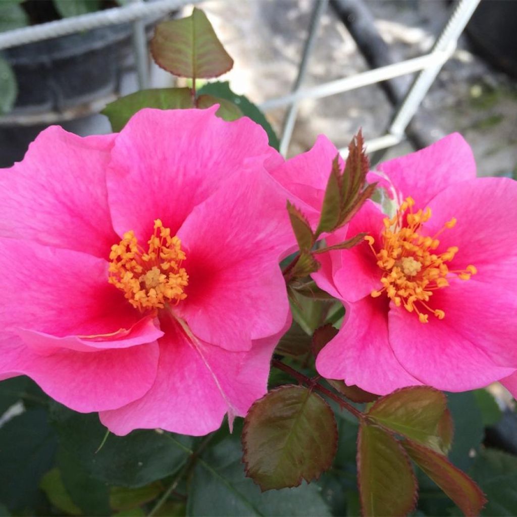 Rosa x persica See You In Pink - Hybrid shrub rose