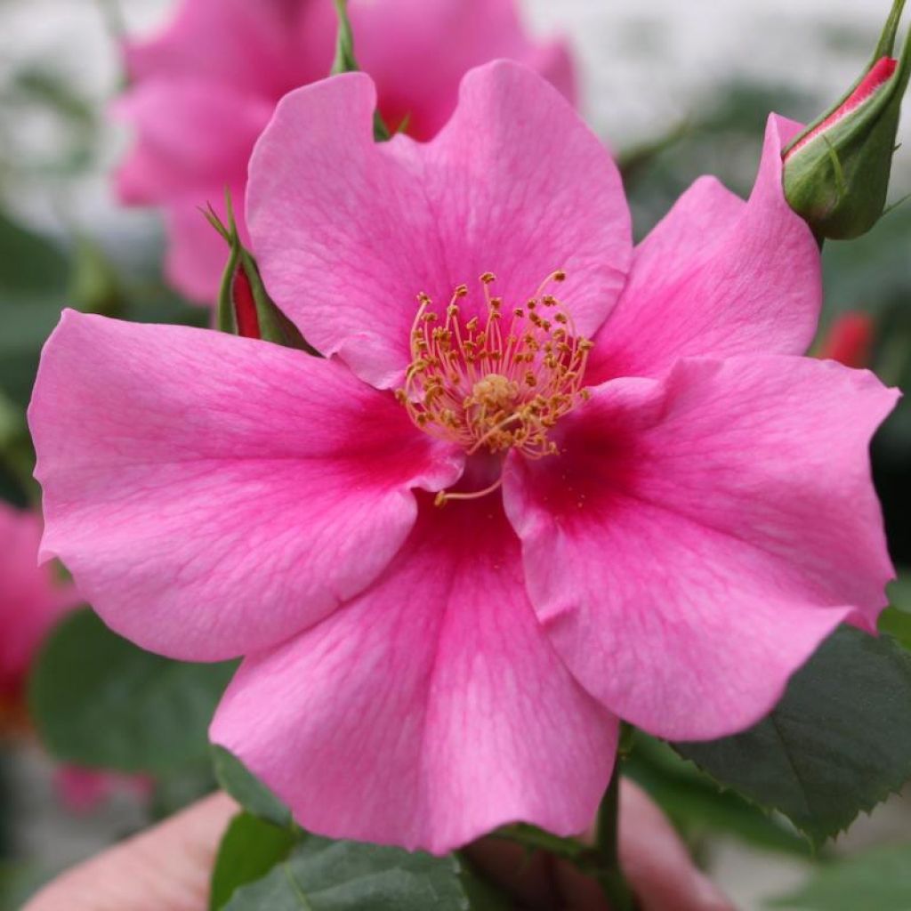 Rosa x persica See You In Pink - Hybrid shrub rose