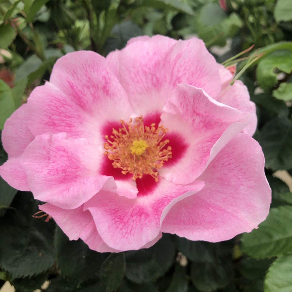 Rosa See You in Rosé - Persian rose, Hulthemia rose, Desert rose