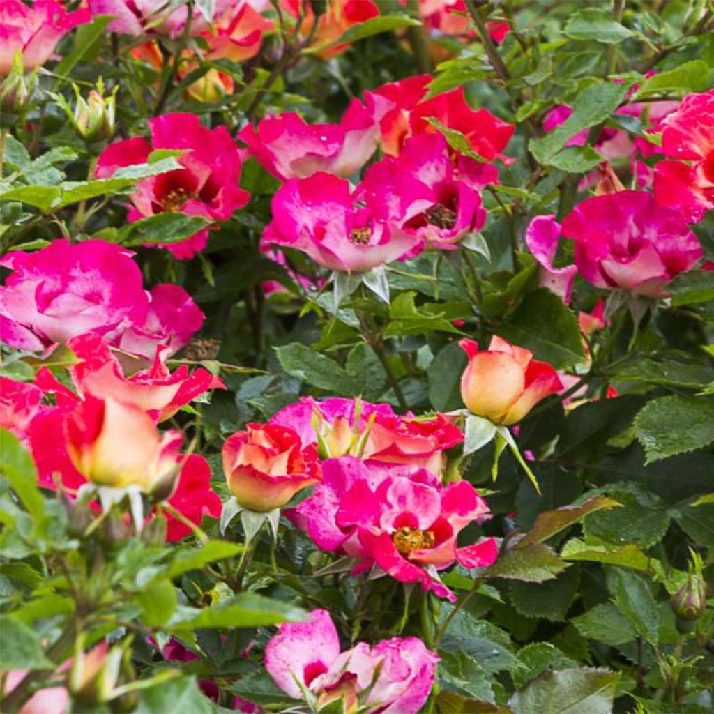 Rosa x persica 'Sunshine Babylon Eyes' - Miniature Rose