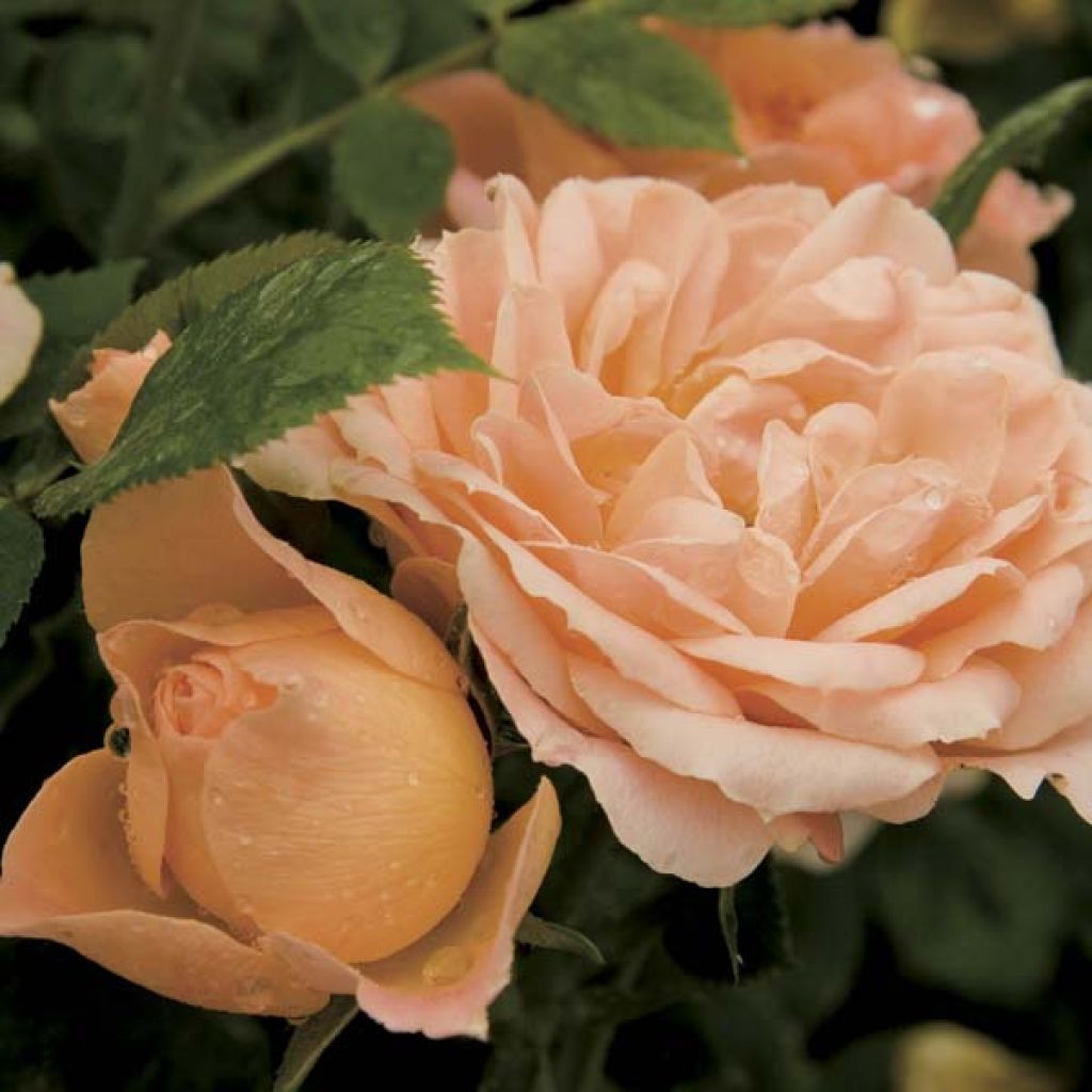 Rosa Sweet Dream