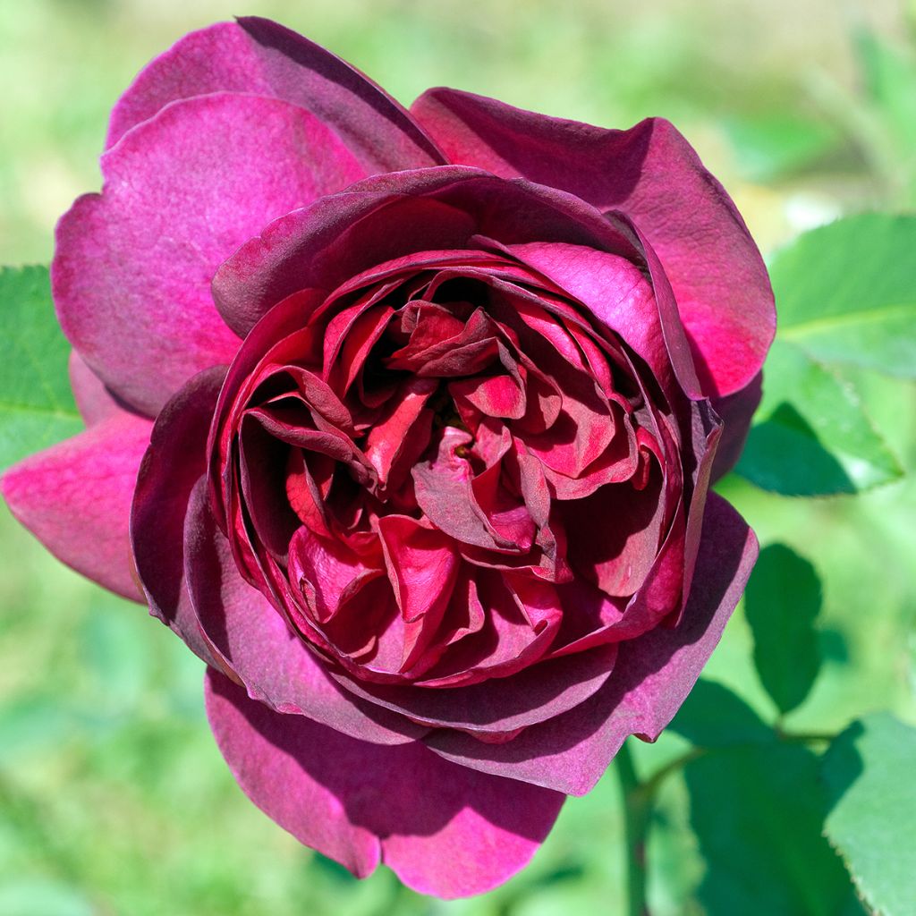 Rosa  Darcey Bussell  - English Shrub Rose