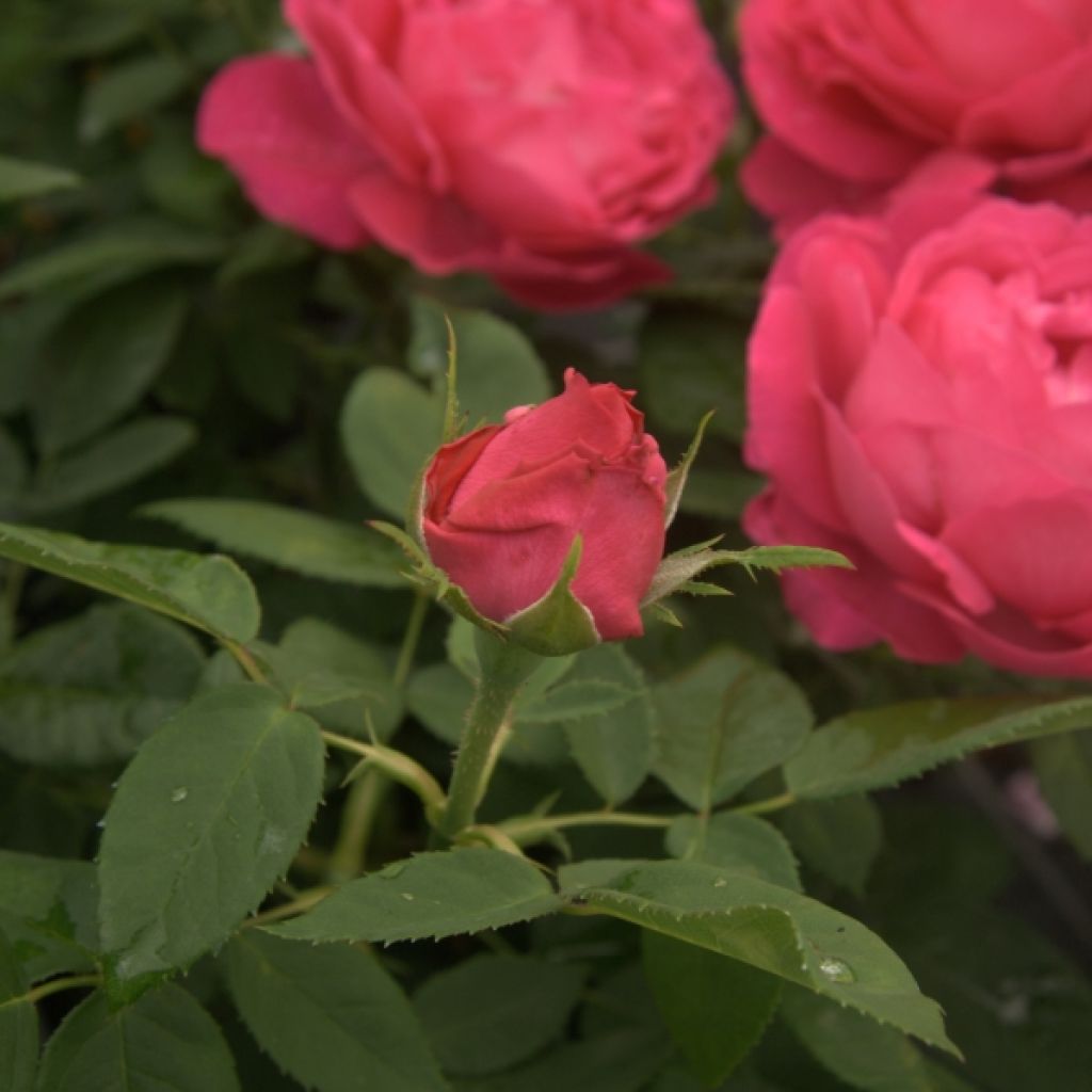Rosa Ulrich Brunner Fils