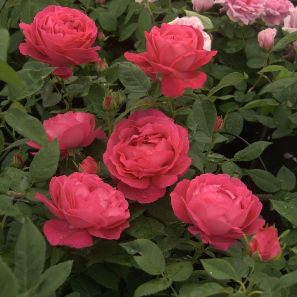 Rosa Ulrich Brunner Fils