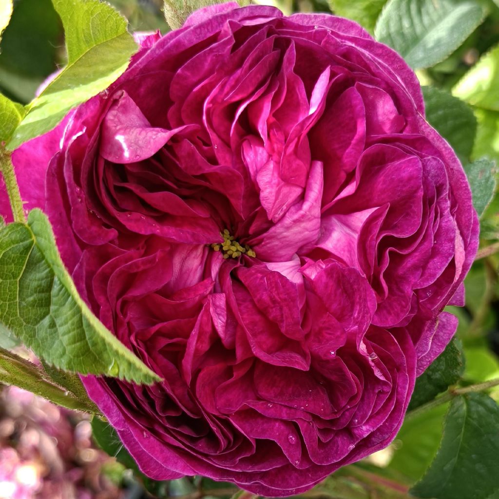 Rosa 'William Shakespeare 2000' - English Rose