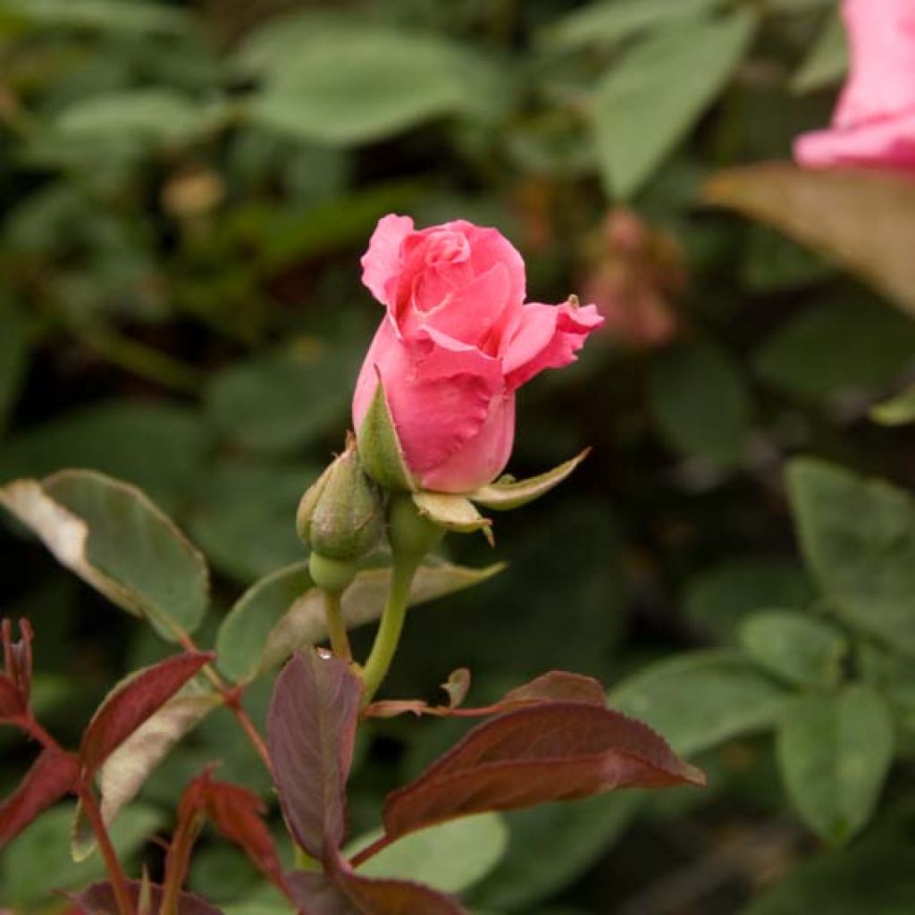 Rosa x Bourbon 'Zéphirine Drouhin' - Climbing Rose