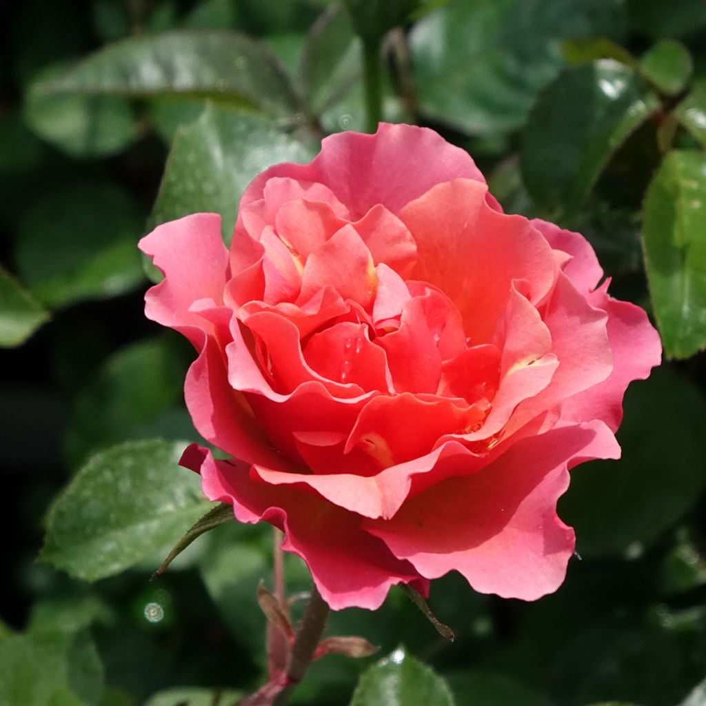 Rosa Jean Cocteau - Floribunda Rose