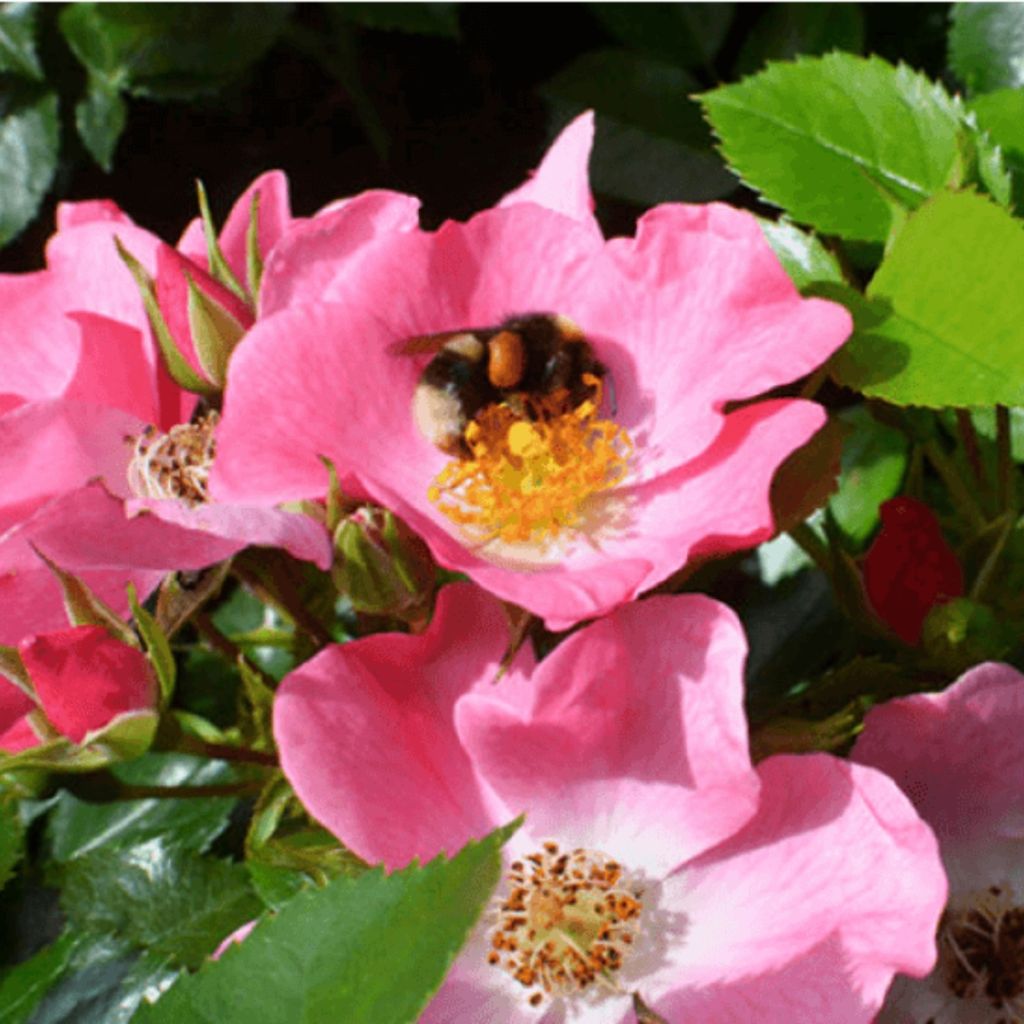 Rosa floribunda Mel Bee® - Floribunda Rose