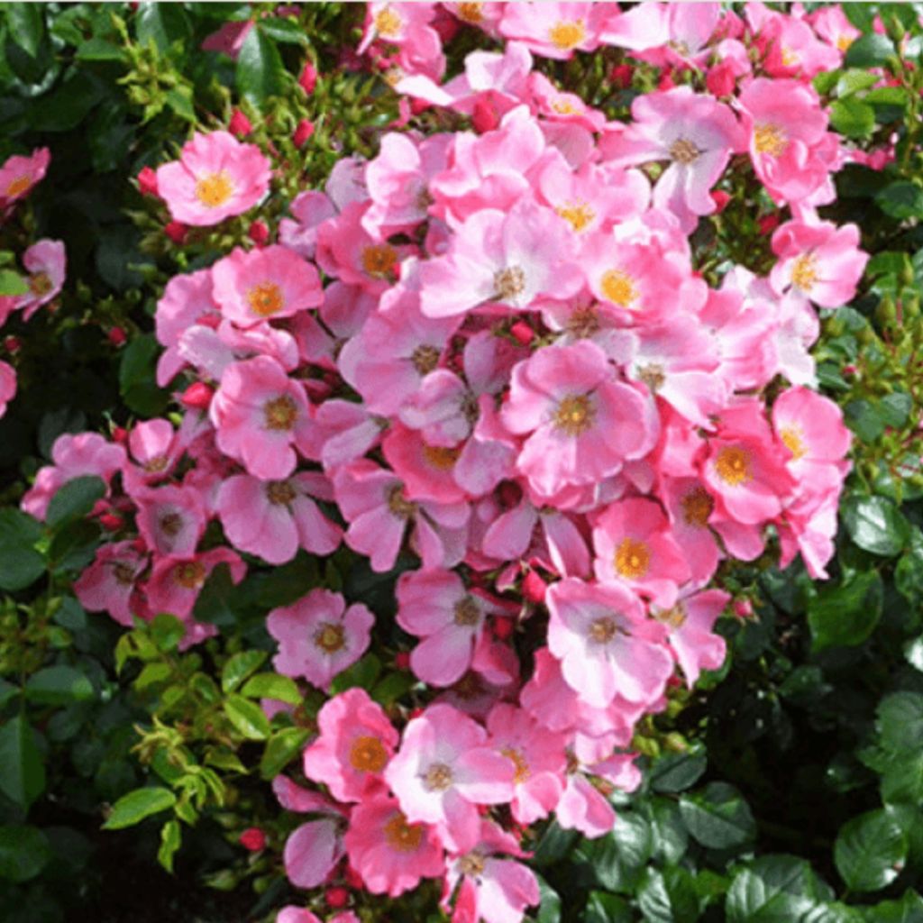 Rosa floribunda Mel Bee® - Floribunda Rose