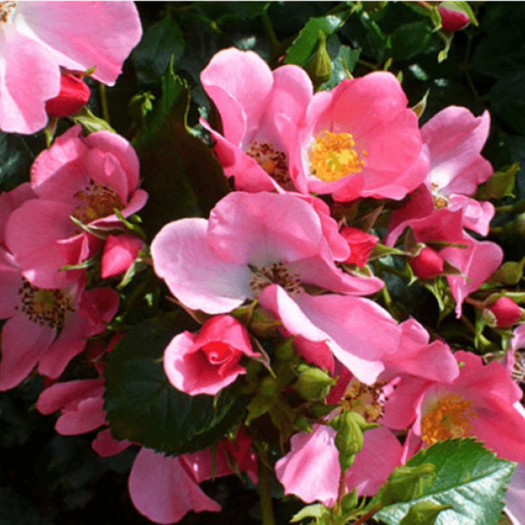 Rosa floribunda Mel Bee® - Floribunda Rose