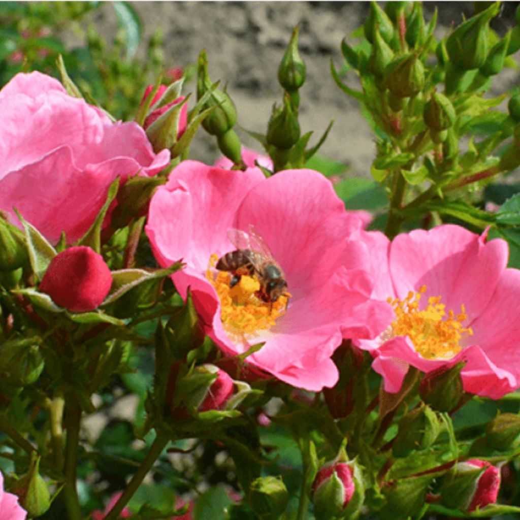 Rosa floribunda Mel Bee® - Floribunda Rose