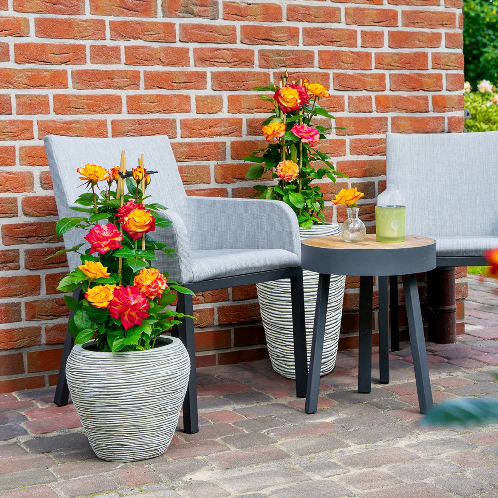 Rosa floribunda Planter's Punch® - Floribunda rose