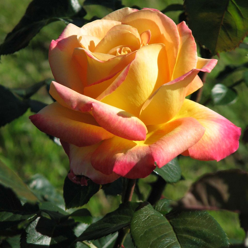 Rosa Pullman Orient Express