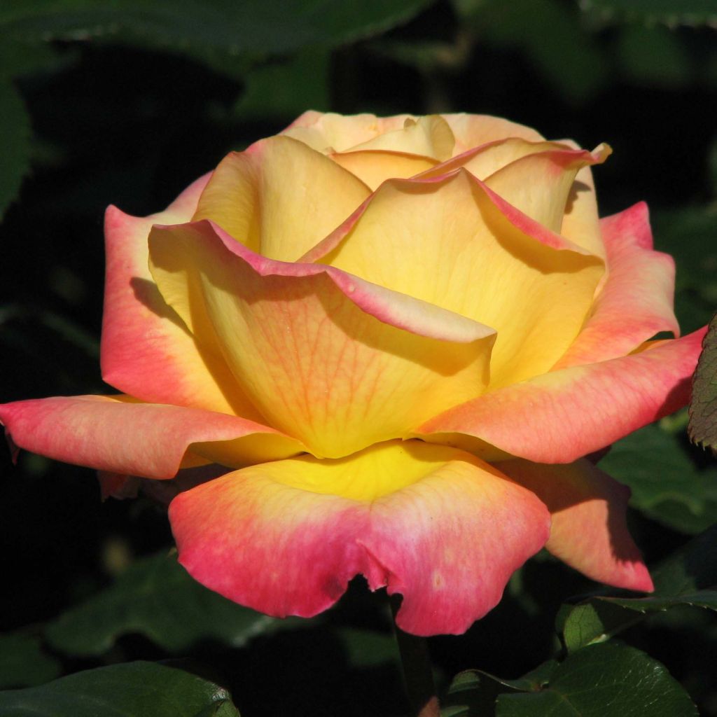 Rosa Pullman Orient Express