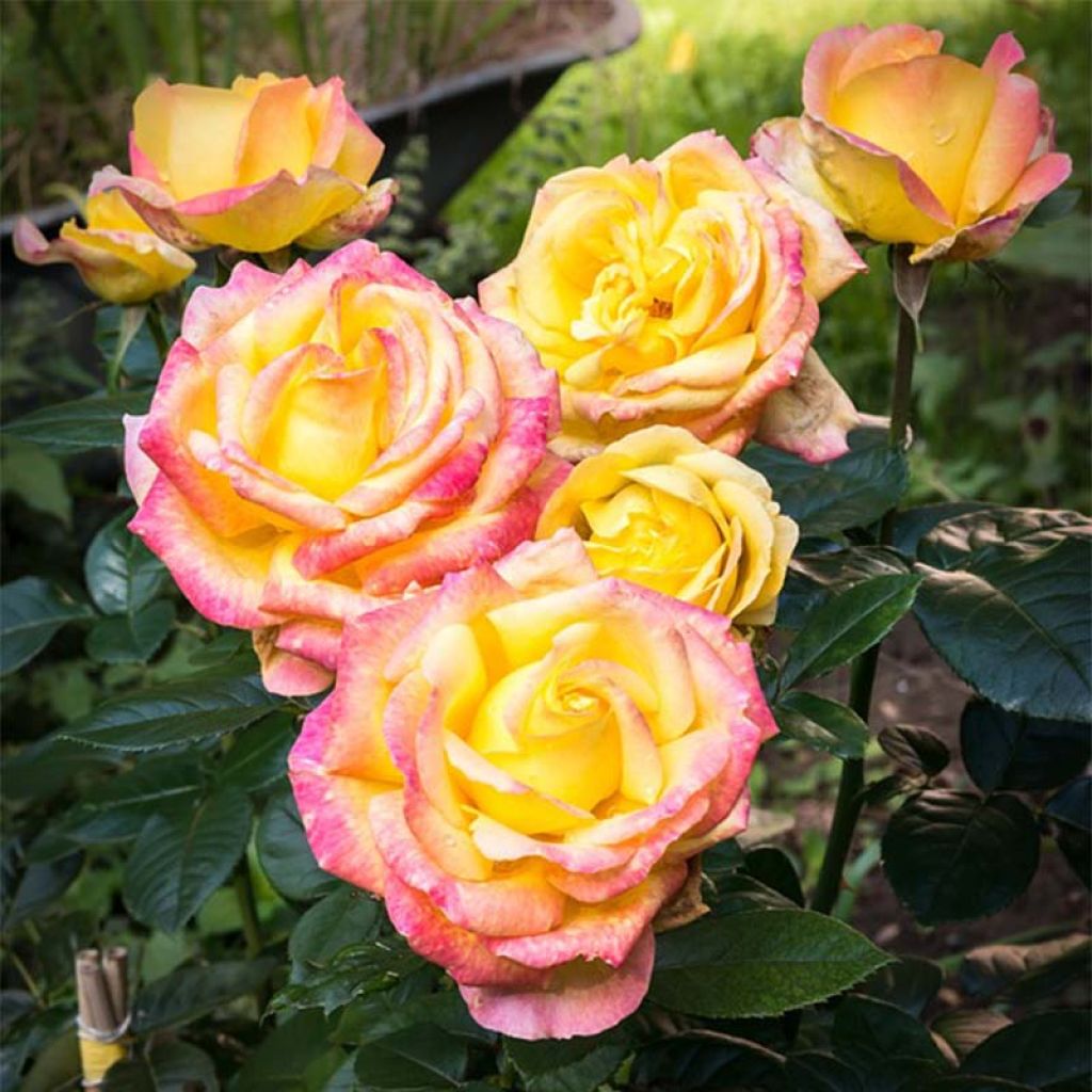 Rosa Pullman Orient Express