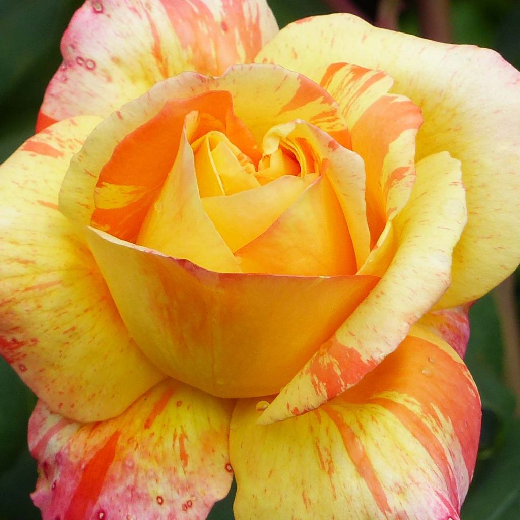 Rosa 'André Willemse' - Hybrid Tea Rose
