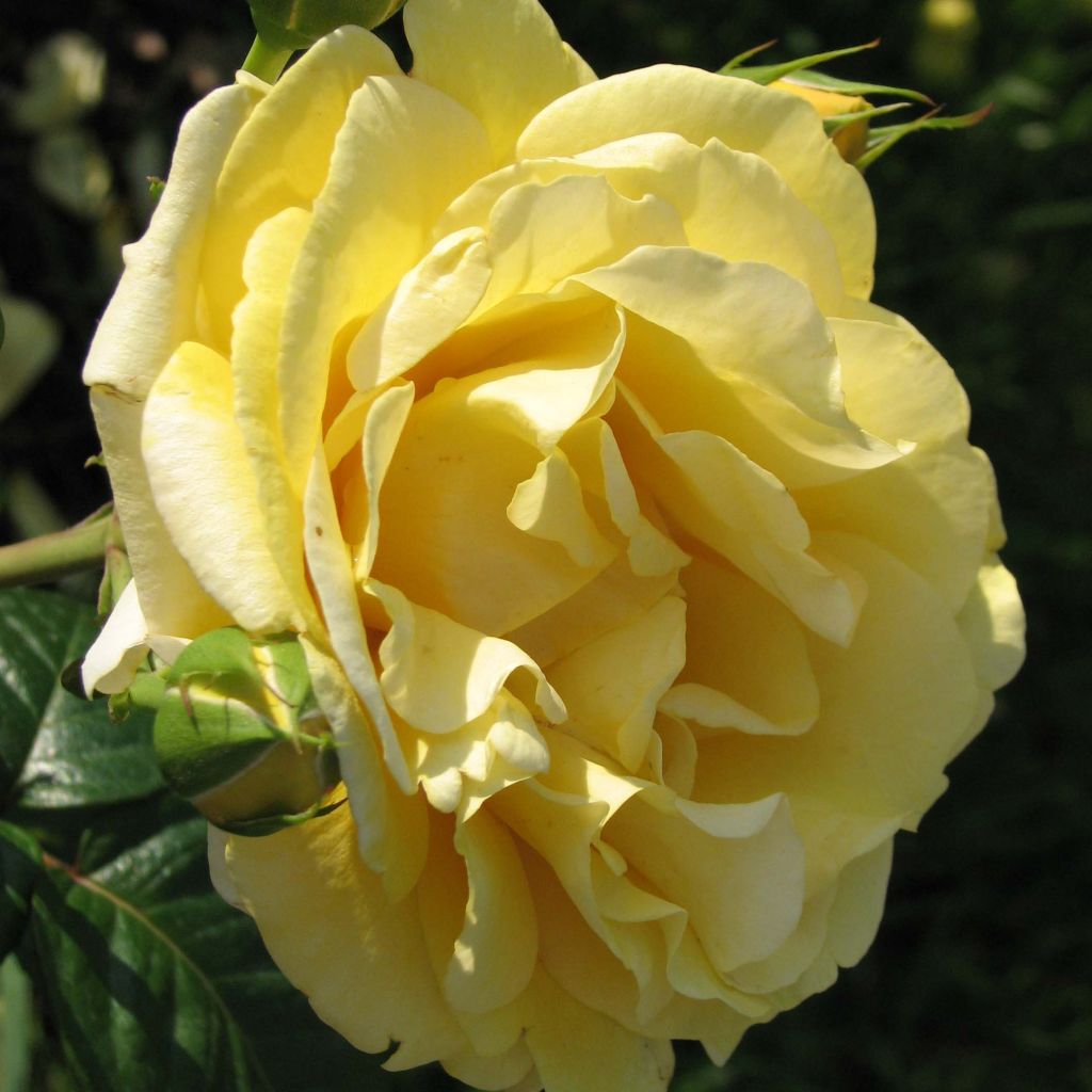 Rosa 'Michelangelo' - Shrub Rose