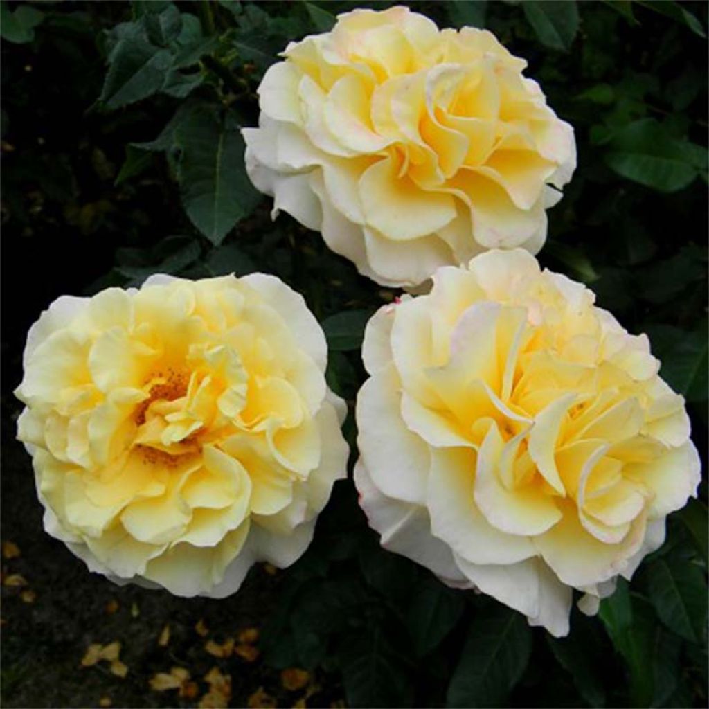 Rosa Sunny Sky