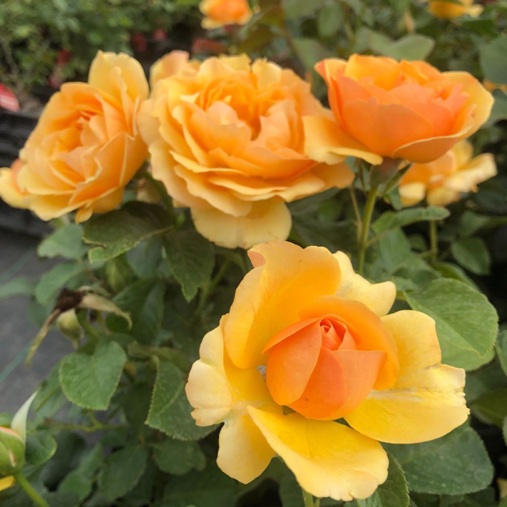 Rosa Amber Queen - Floribunda Rose