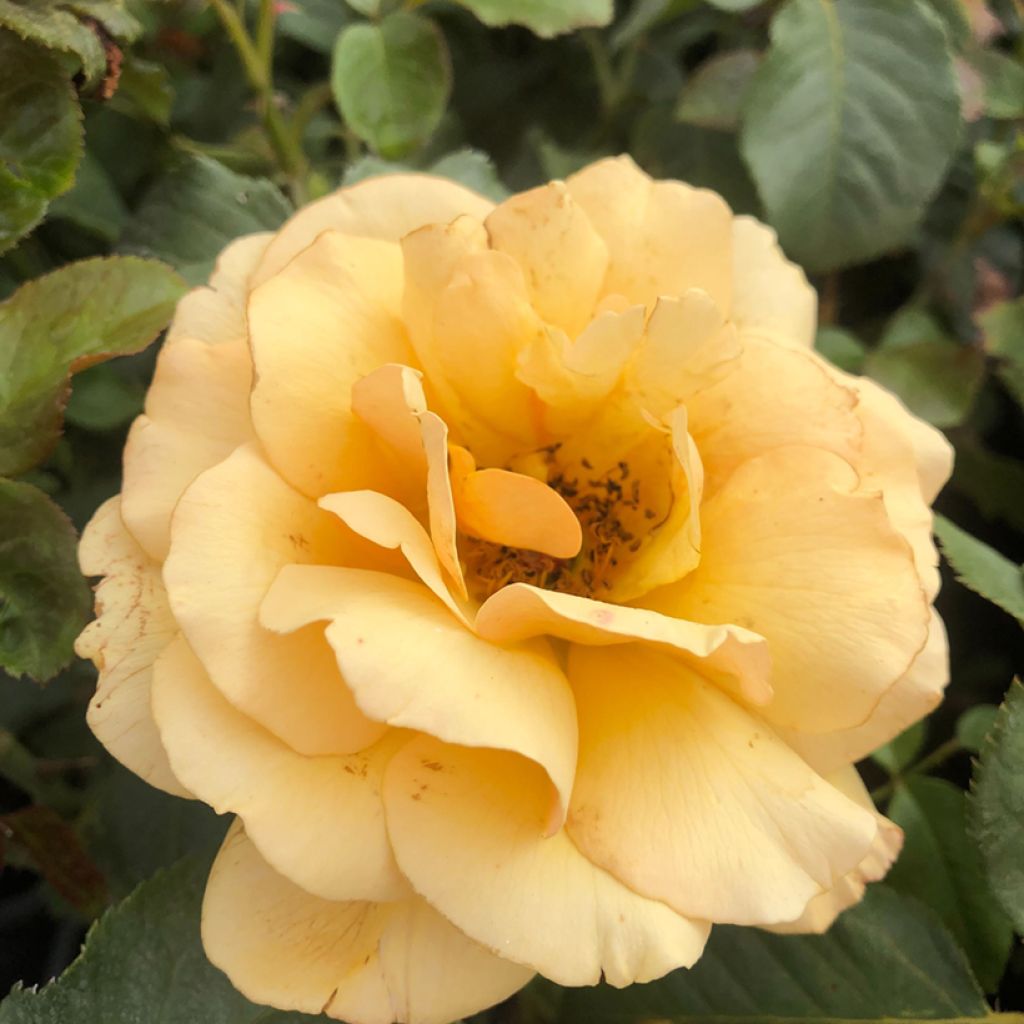 Rosa Amber Queen - Floribunda Rose