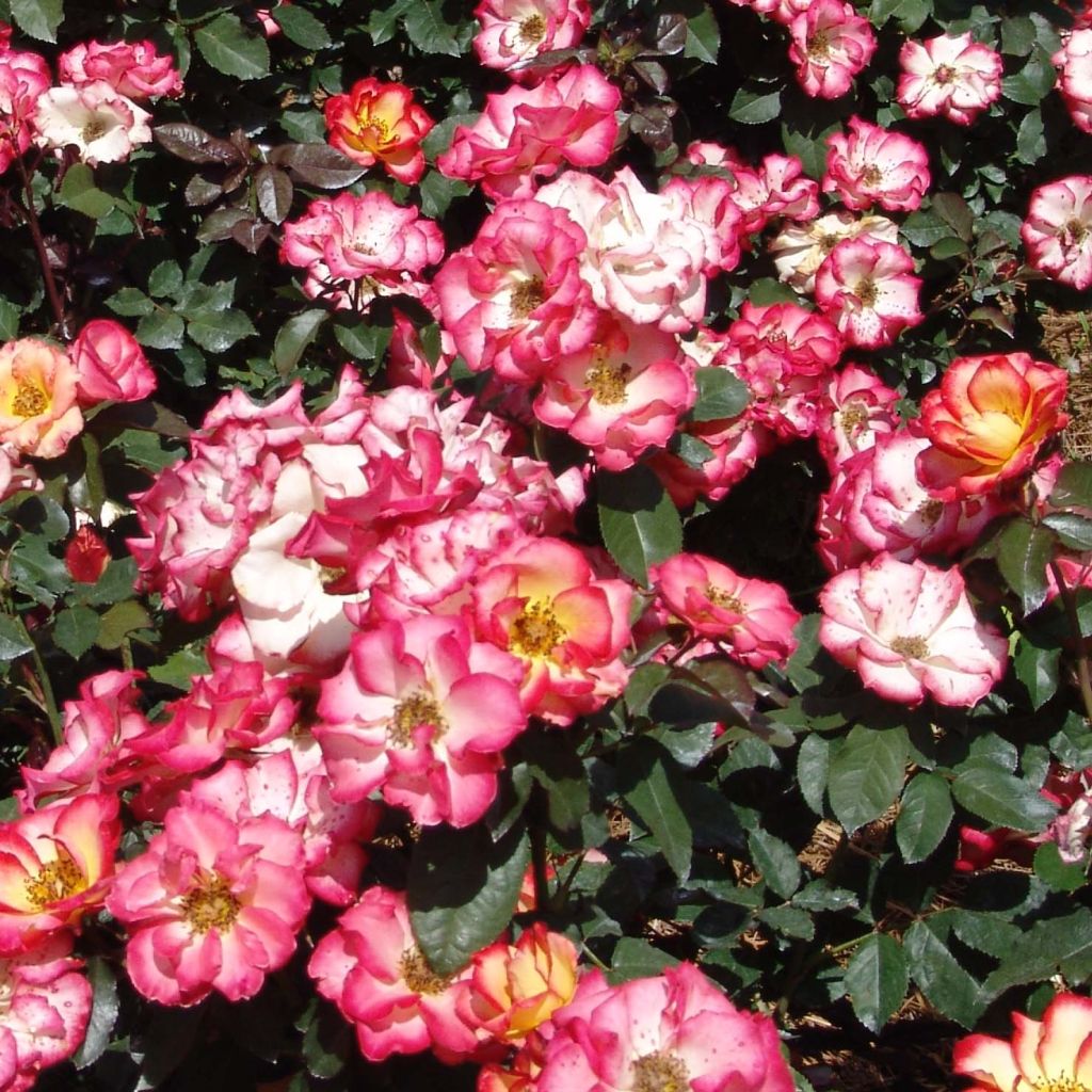 Rosa x floribunda Betty Boop - Floribunda Rose