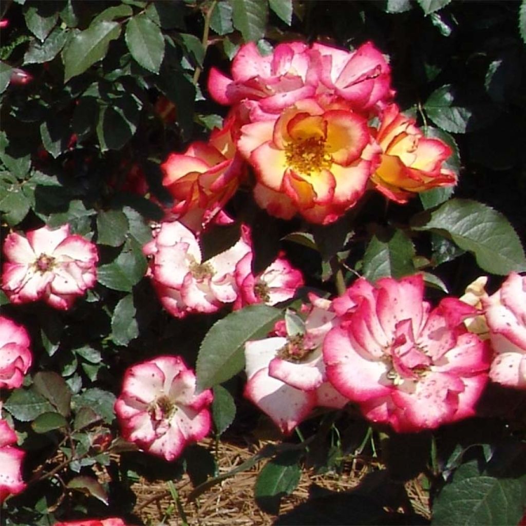 Rosa x floribunda Betty Boop - Floribunda Rose