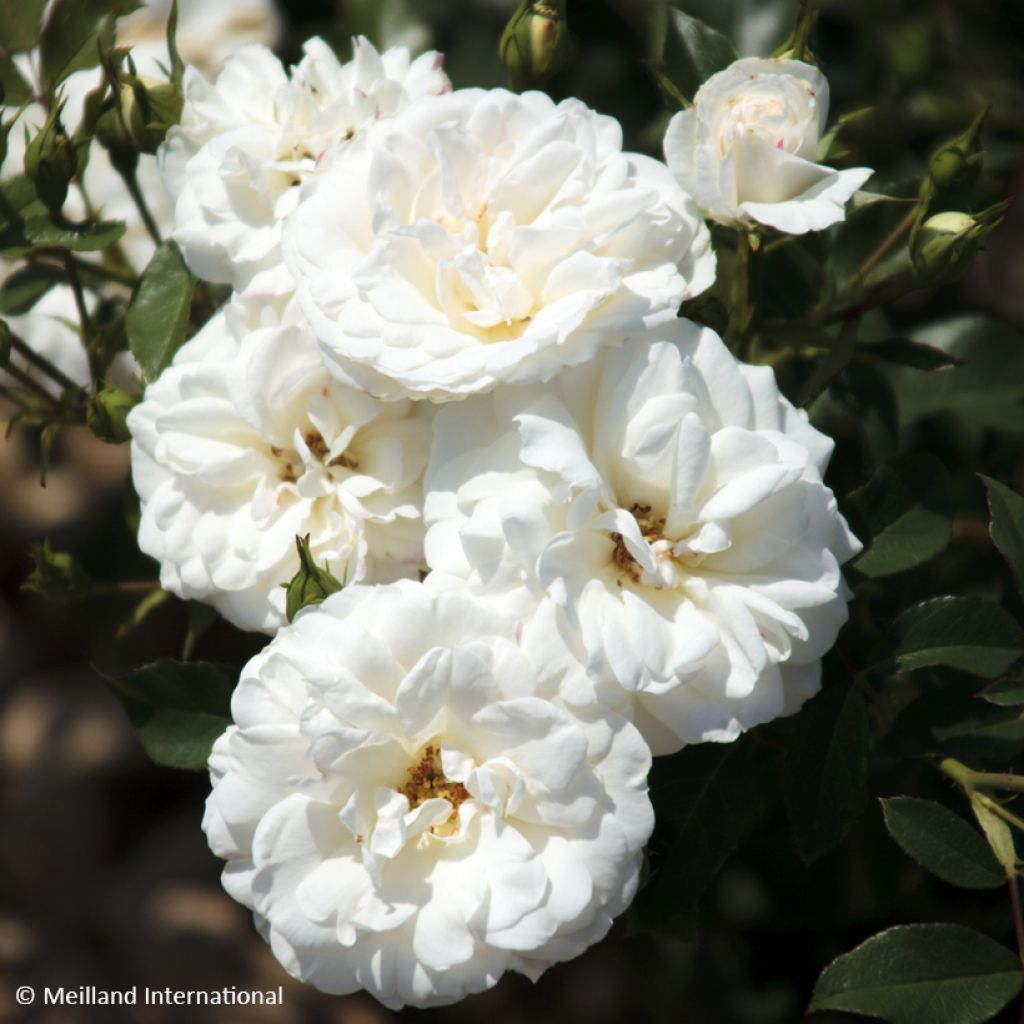 Rosa floribunda Carte Blanche de 1999 - Floribunda Rose