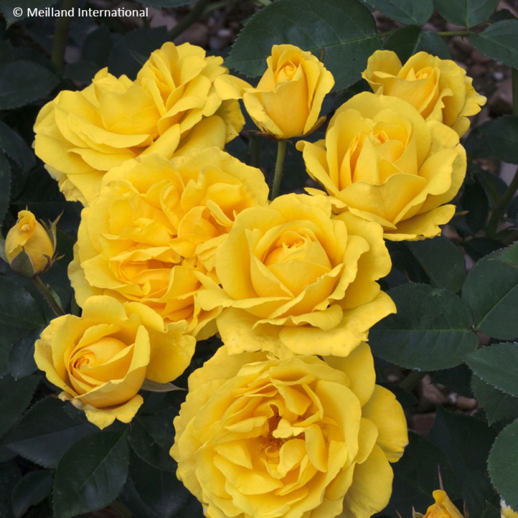 Rosa floribunda Carte d'Or - Floribunda Rose