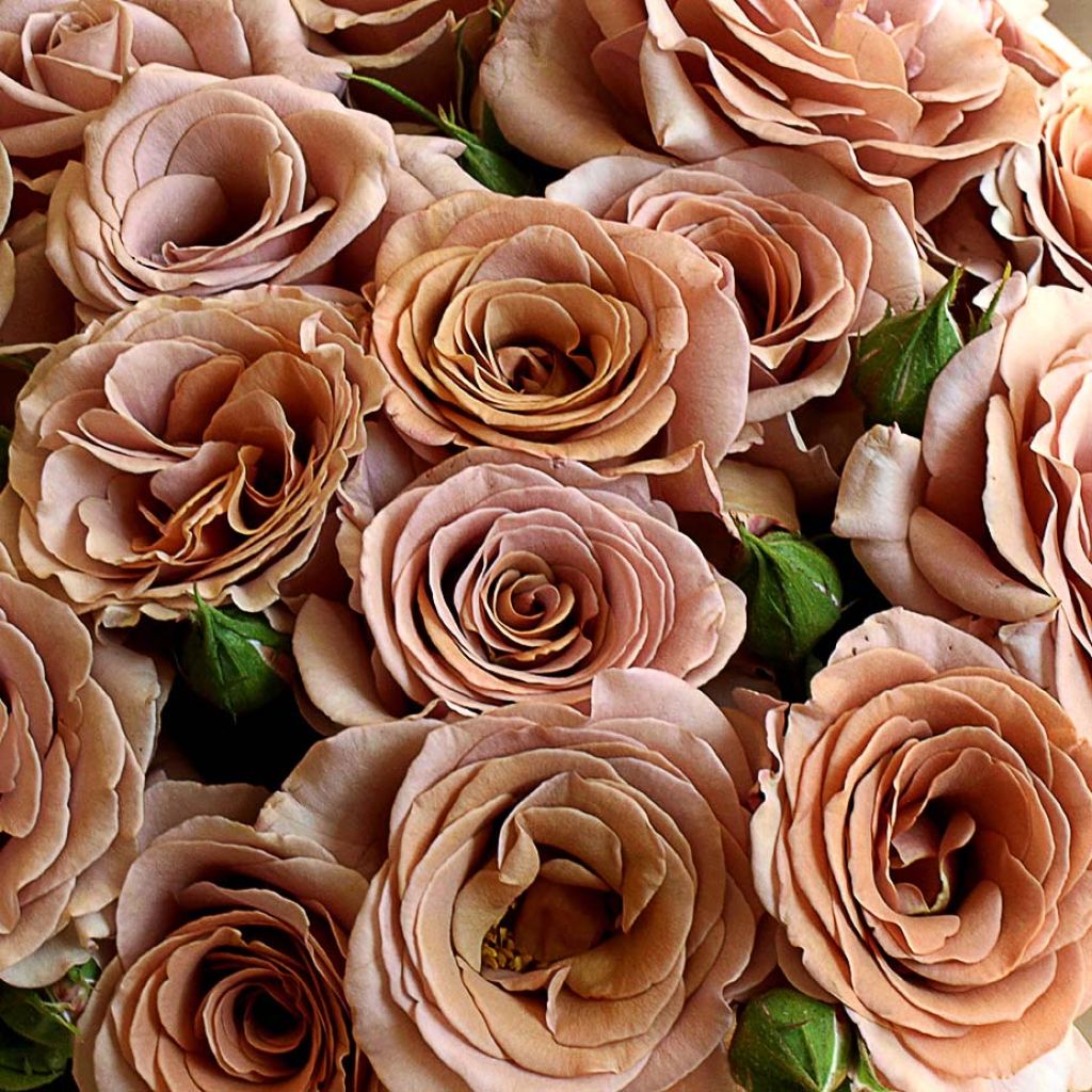 Rosa Mokarosa Frywitty