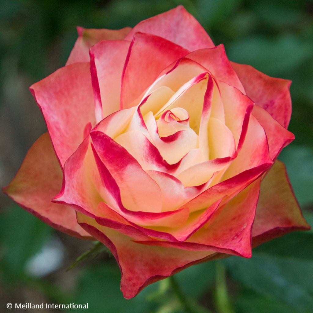 Rosa floribunda Origami - Floribunda Rose