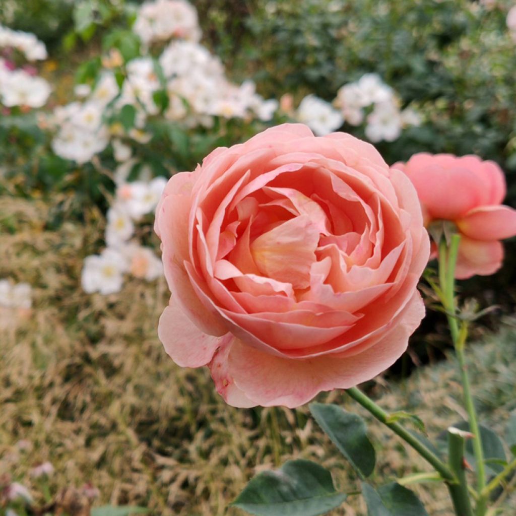 Rosa x floribunda Park Abbey Rose - Floribunda Rose