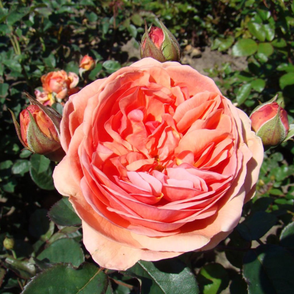 Rosa x floribunda Park Abbey Rose - Floribunda Rose