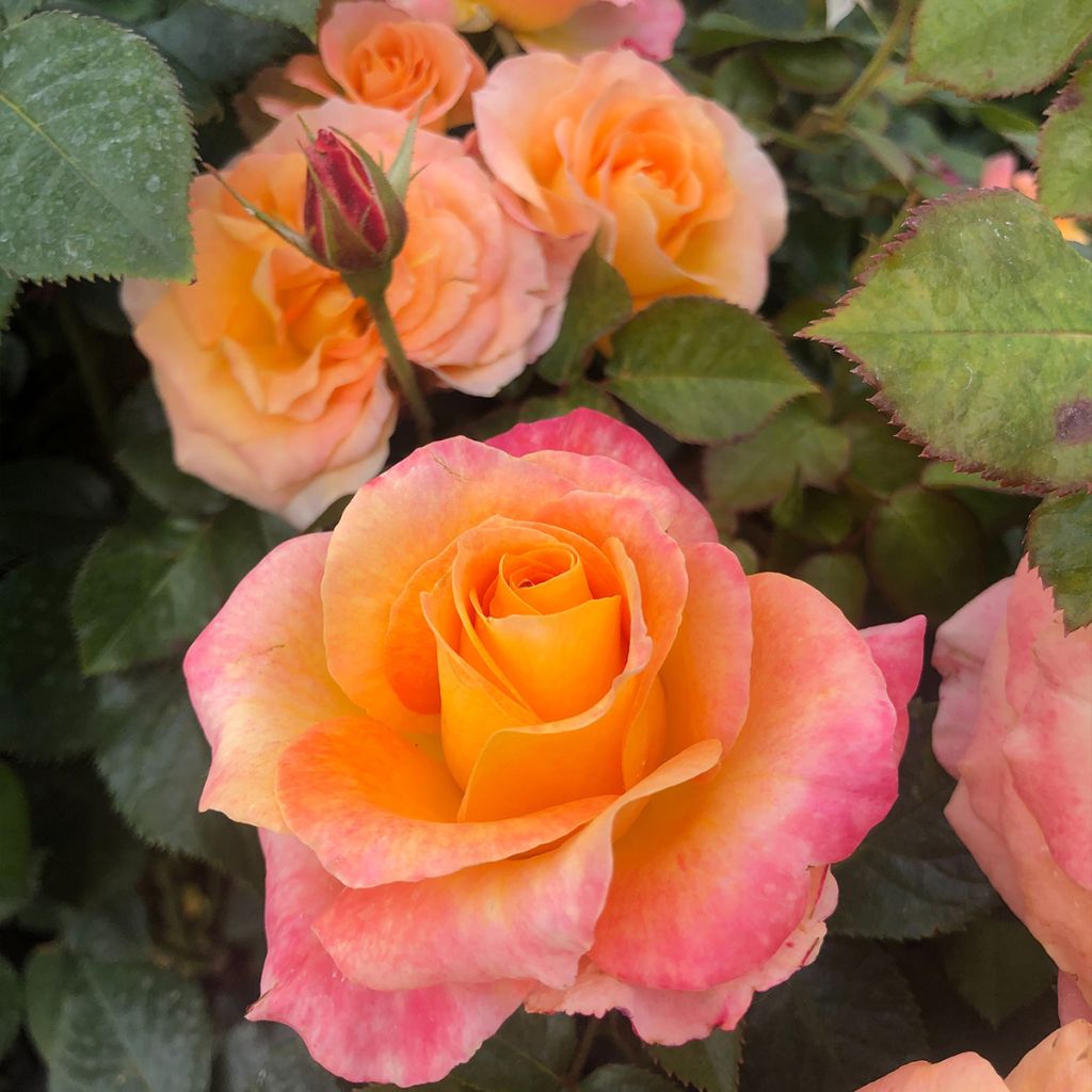 Rosa x floribunda Rochemenier Village - Floribunda Rose
