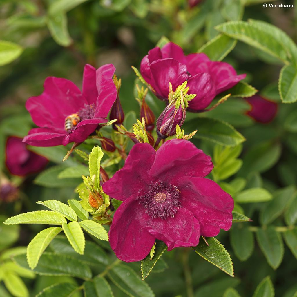 Rosa x rugosa Strandperle - Rugosa Rose