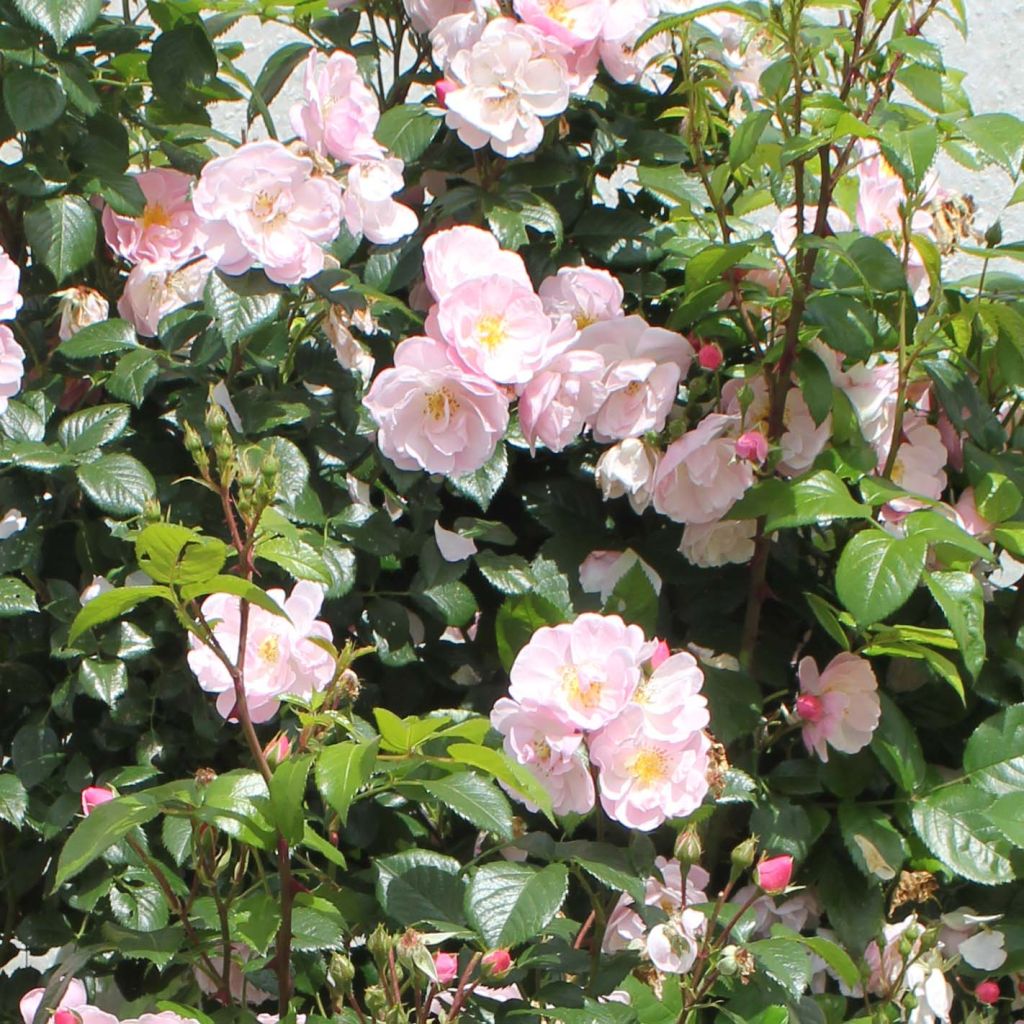 Rosa Utopia - Polyantha Rose