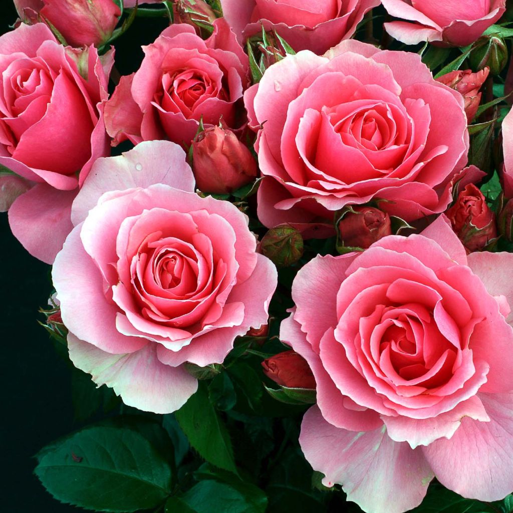 Rosa x floribunda Ville de Saumur - Floribunda Rose